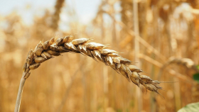 Переработчики увеличили спрос на зерно в России